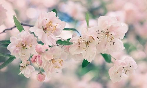 Malus, Crabapples, Crab Apples, Spring Flowering Trees, Disease resistant Crabapples, spring flowers, pink flowers, White flowers, Fragrant Trees